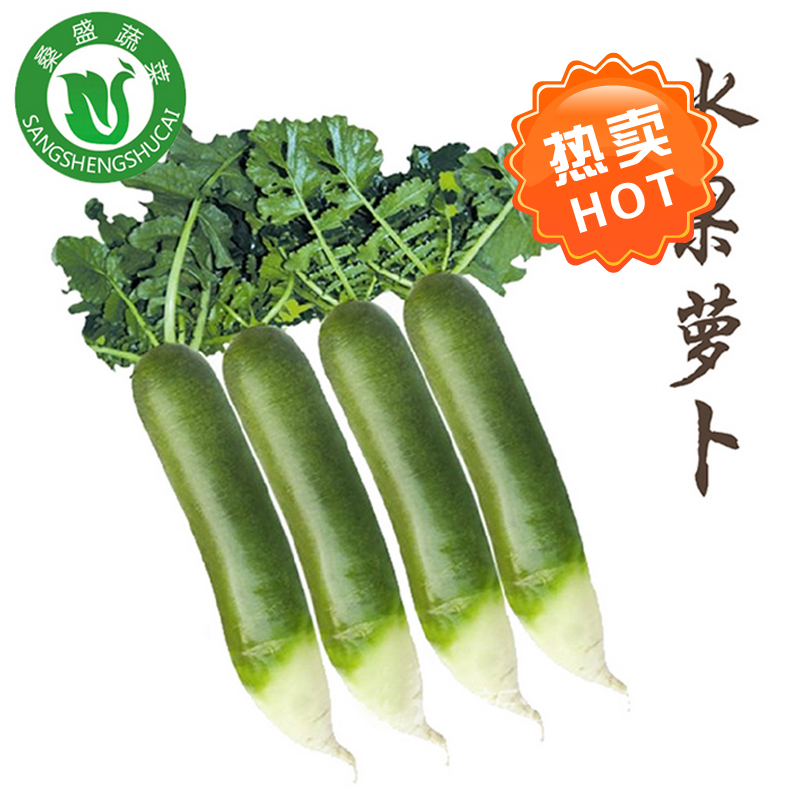 潍县萝卜 青 绿色种植绿色无公害蔬菜新鲜青菜