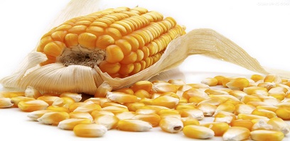 国内玉米价格全面上行 进口量同比大增
